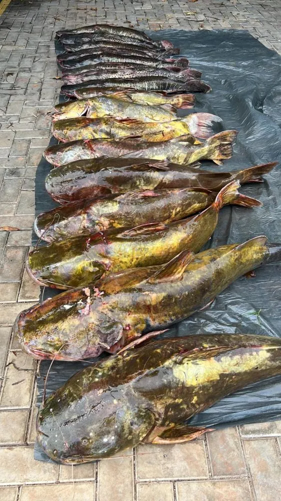 GUARNIÇÃO DO BATALHÃO AMBIENTAL APREENDE VEÍCULO COM PESCADO ILEGAL NA RODOVIA DOS IMIGRANTES, OPERAÇÃO TOLERÂNCIA ZERO 