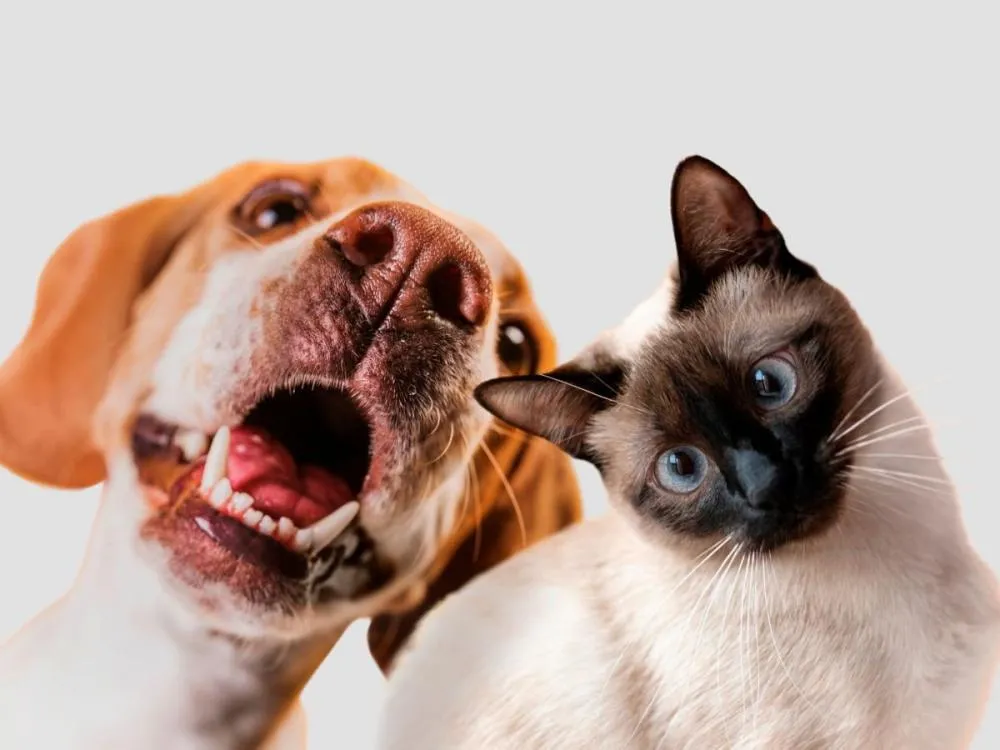 Brasil está entre os líderes globais em número de pets e amor pelos animais Relação com cães e gatos se intensifica em países diversos e movimenta mercados