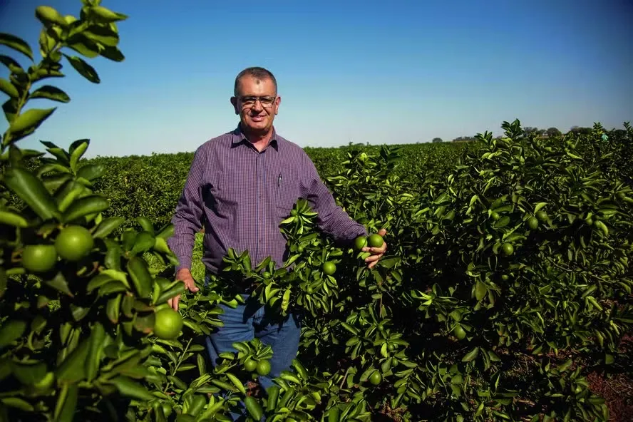 Família que mais produz limão no Brasil não exporta a fruta Ernestino da Costa Mello e sua família devem colher 30.000 toneladas neste ano