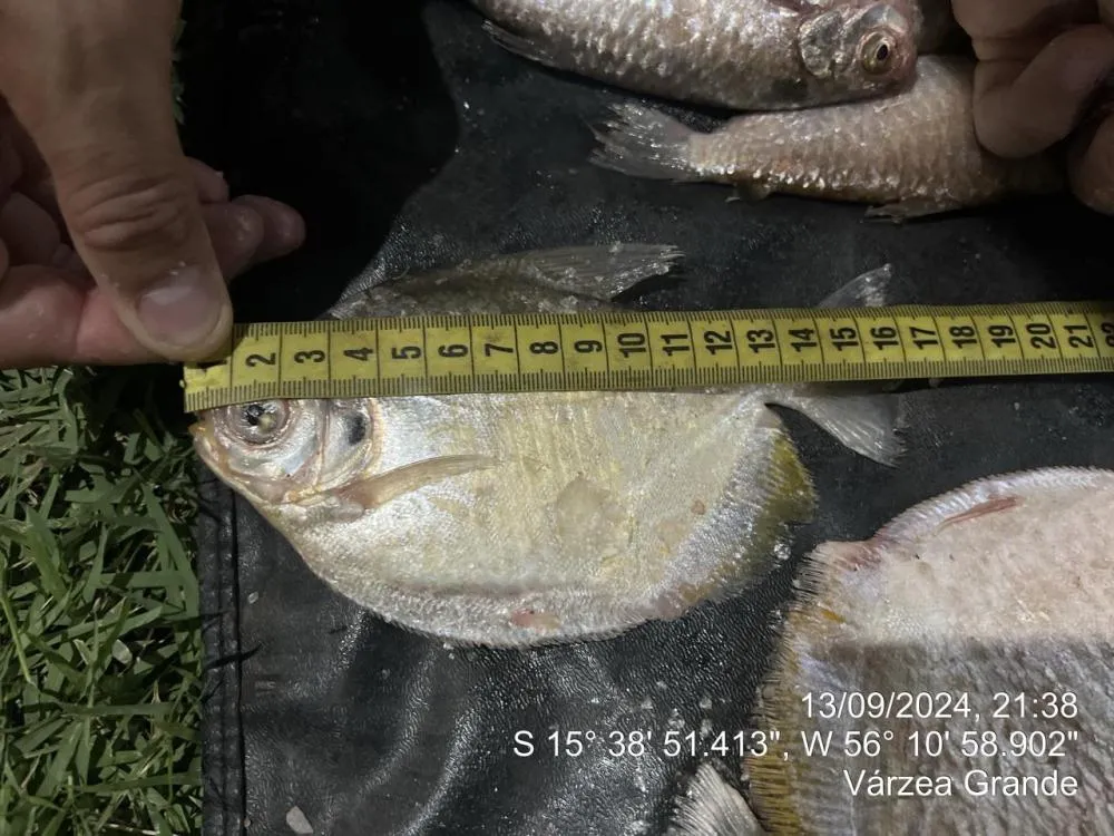 Batalhão de Polícia de Proteção Ambiental Prende Pescador com Peixe Fora de Medida em Santo Antônio do Leverger