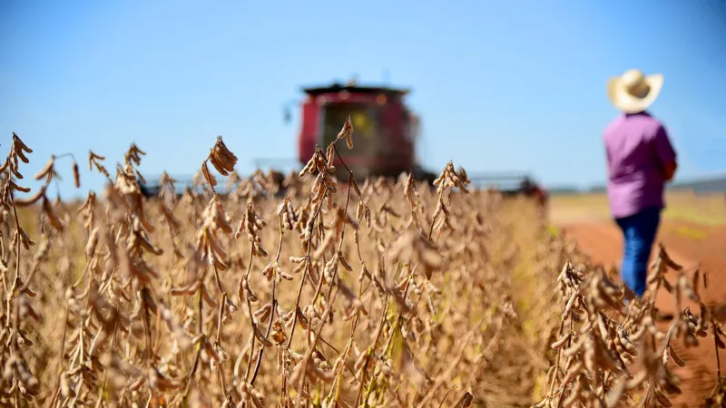 Alta no preço da soja em Mato Grosso segue acima do custo operacional Mesmo com queda no comparativo anual, a paridade de exportação e os custos crescentes sinalizam novos desafios para os produtores