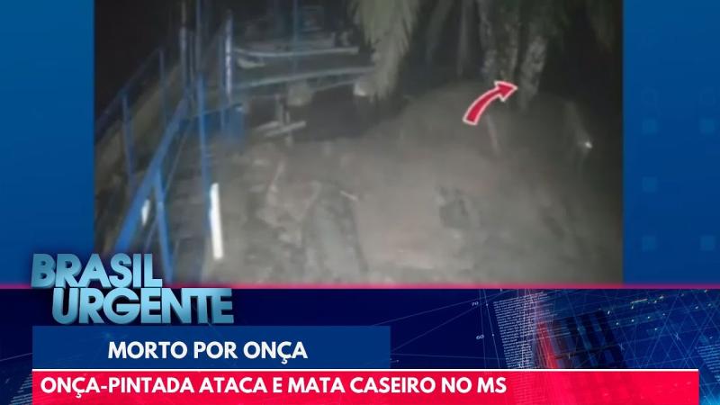 Onça-pintada ataca e mata caseiro 